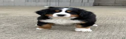 Bernese Mountain Dog dogs for sale: Sasha - Ad 6