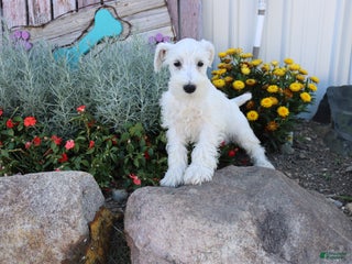 Miniature Schnauzer dogs - Ad 38