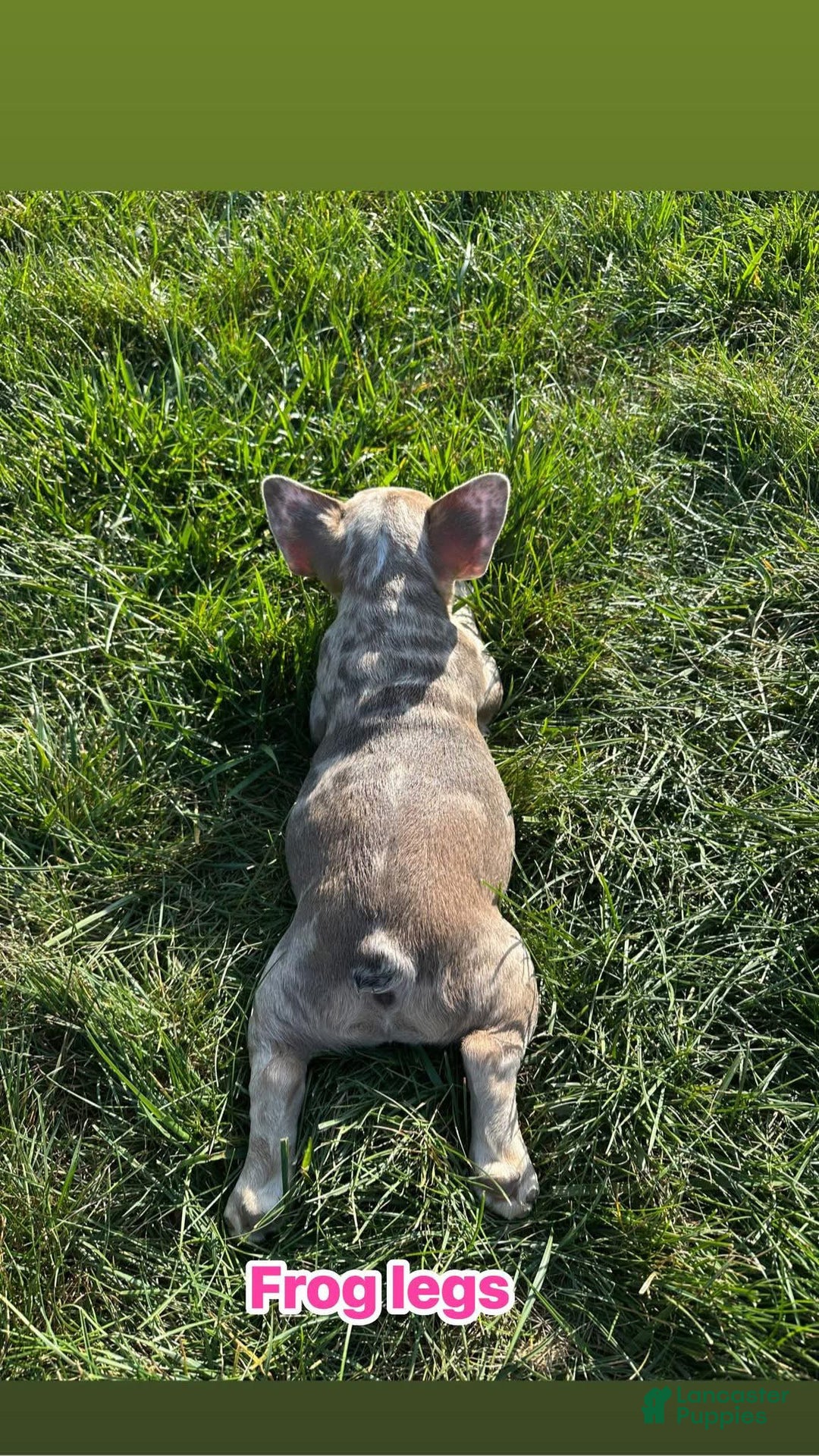 French Bulldog dogs for sale: Eva - Ad 6