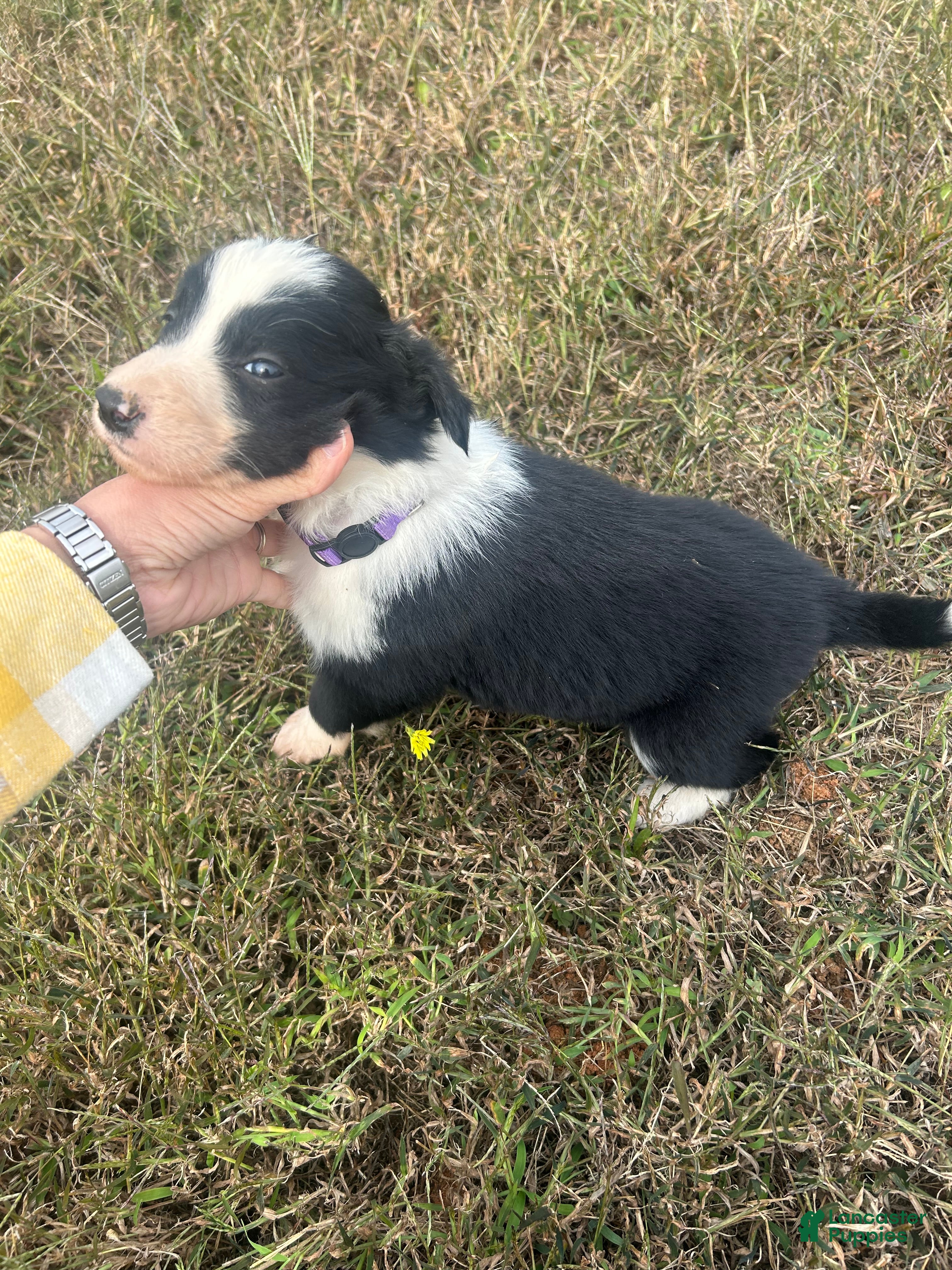 Border Collie dogs Border Collie Puppy 2 - Ad 28