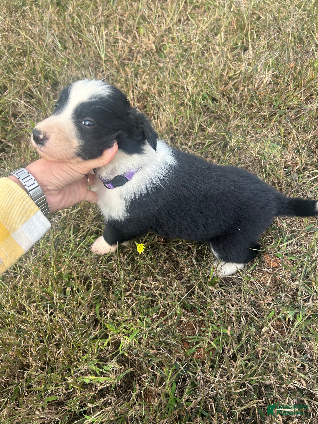 Border Collie dogs for sale: Border Collie Puppy 2 - Ad 1