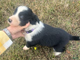Border Collie dogs Border Collie Puppy 2 - Ad 28