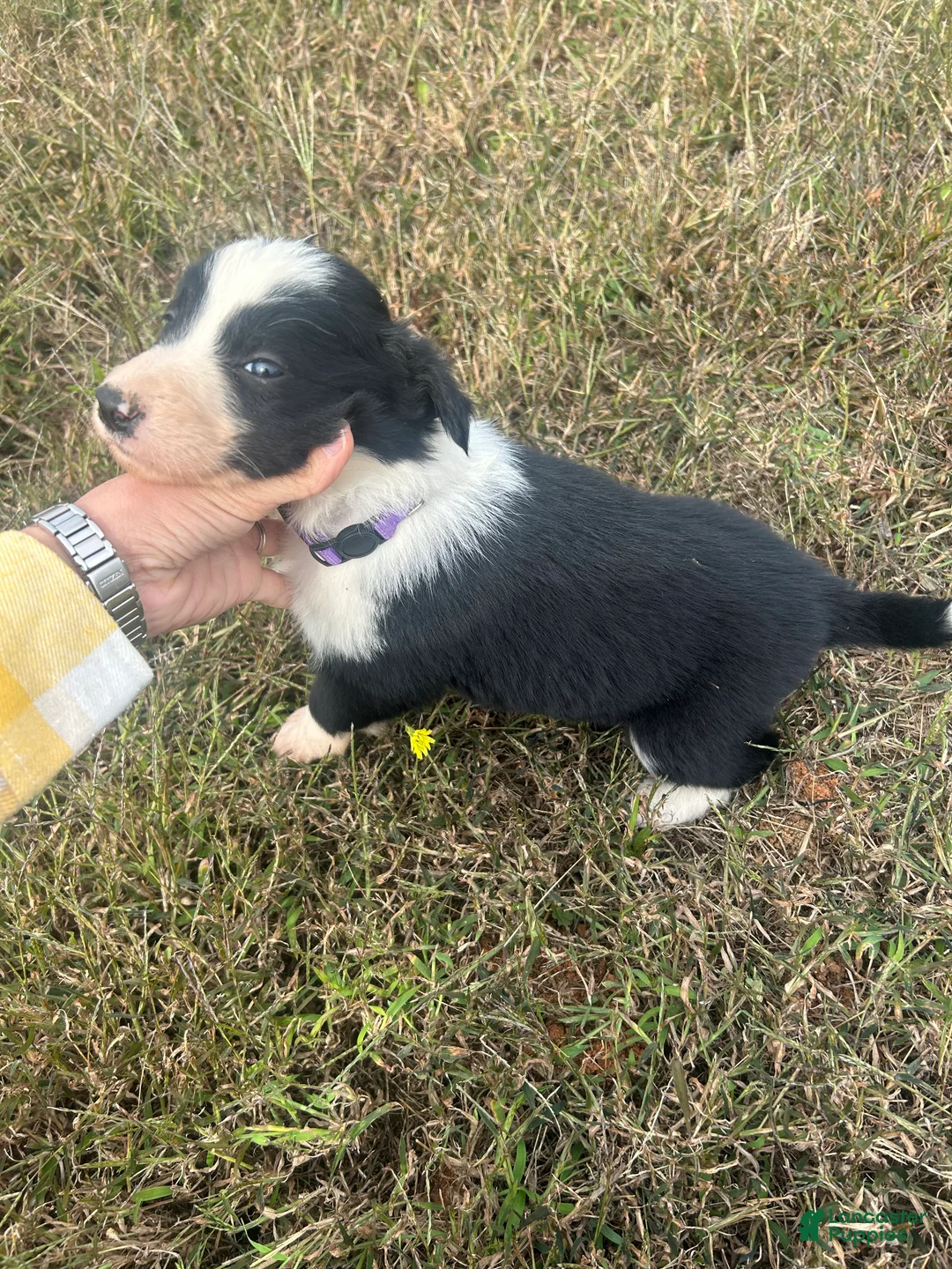Border Collie dogs for sale: Border Collie Puppy 2 - Ad 1