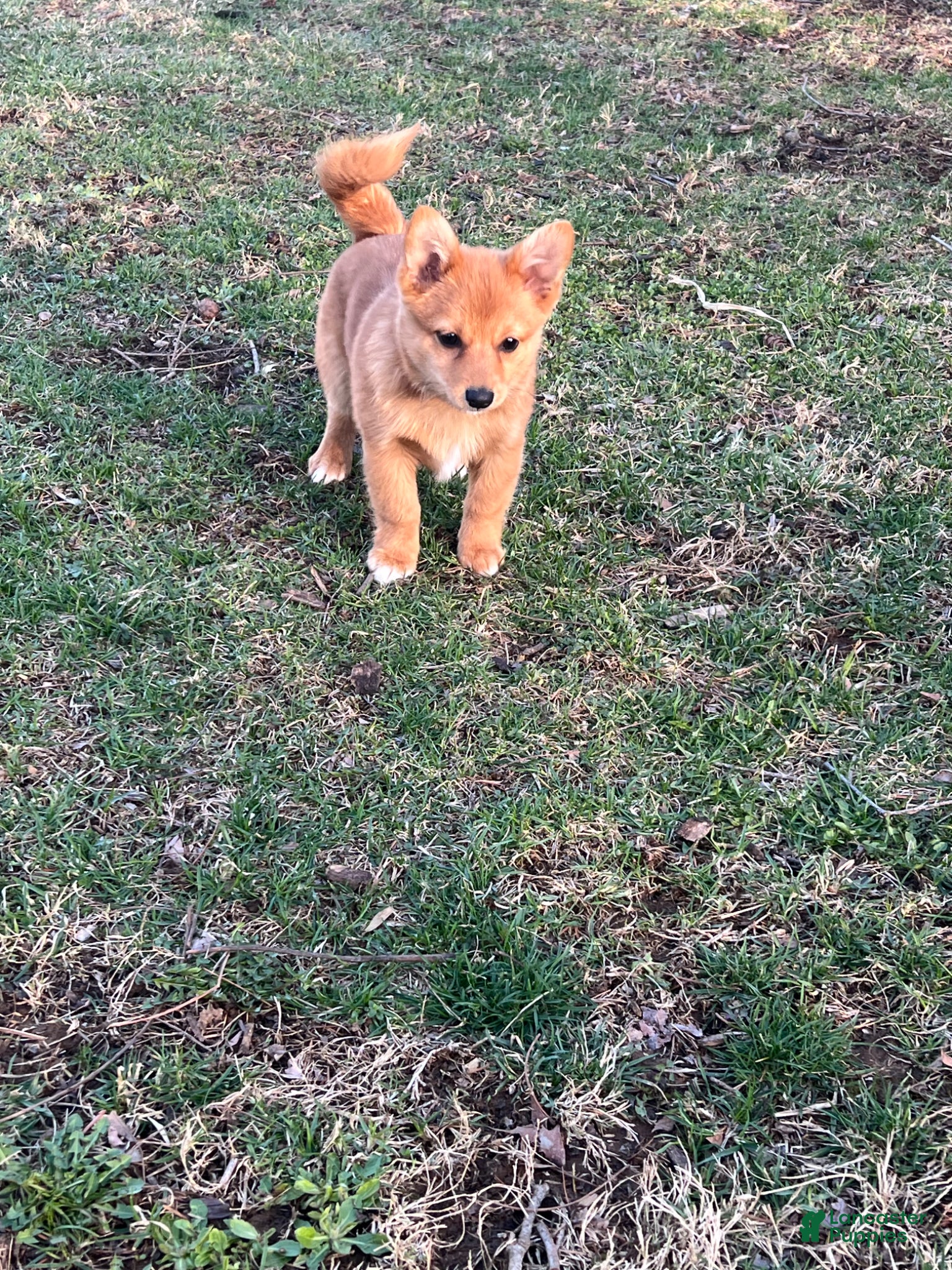 Mixed Breed dogs Mixed Breed Puppy 2 - Ad 2