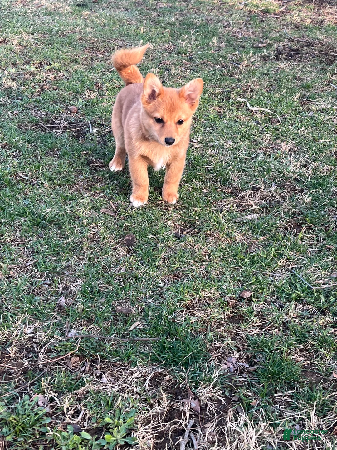 Mixed Breed dogs for sale: Mixed Breed Puppy 2 - Ad 2