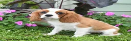 Cavalier King Charles Spaniel dogs for sale: Brentley - Ad 5