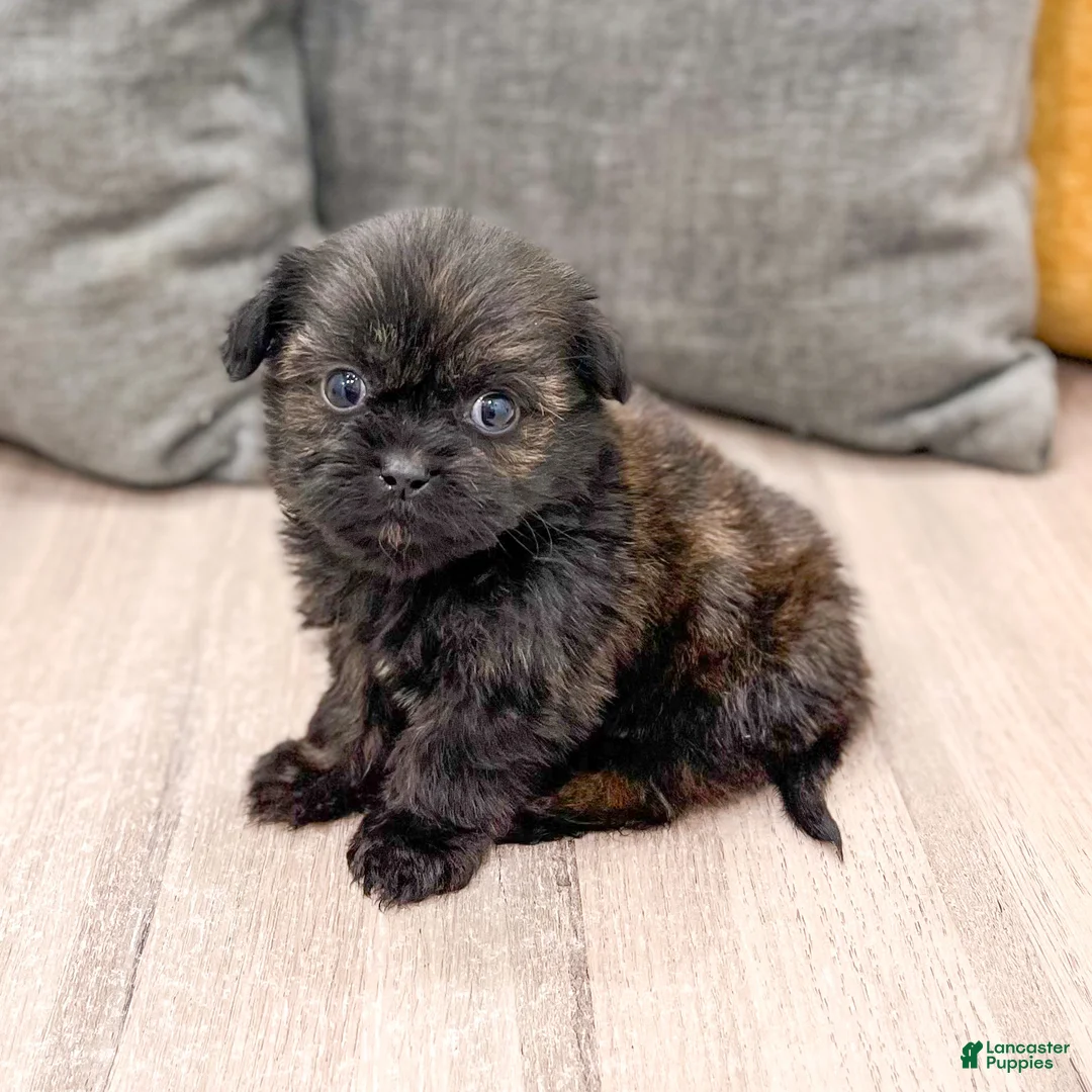 Shih Tzu dogs for sale: Finn - Ad 2