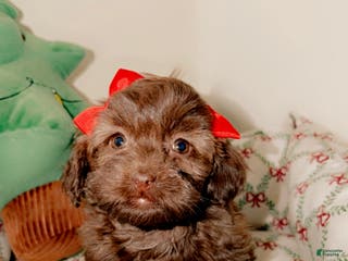 Shihpoo dogs Remi - Ad 33