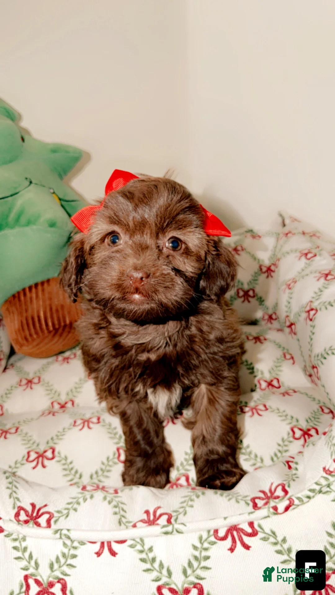 Shihpoo dogs for sale: Remi - Ad 1