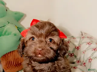 Shihpoo dogs Remi - Ad 23