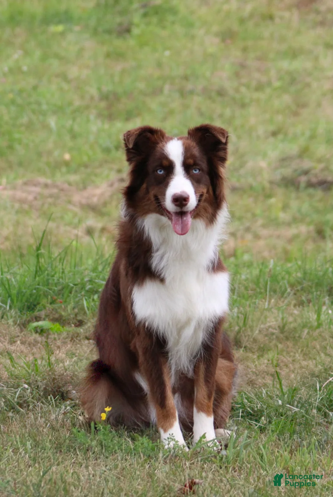 Australian Shepherd dogs for sale: Fern  - Ad 8