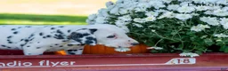 Dalmatian dogs for sale: Dakota - Ad 4