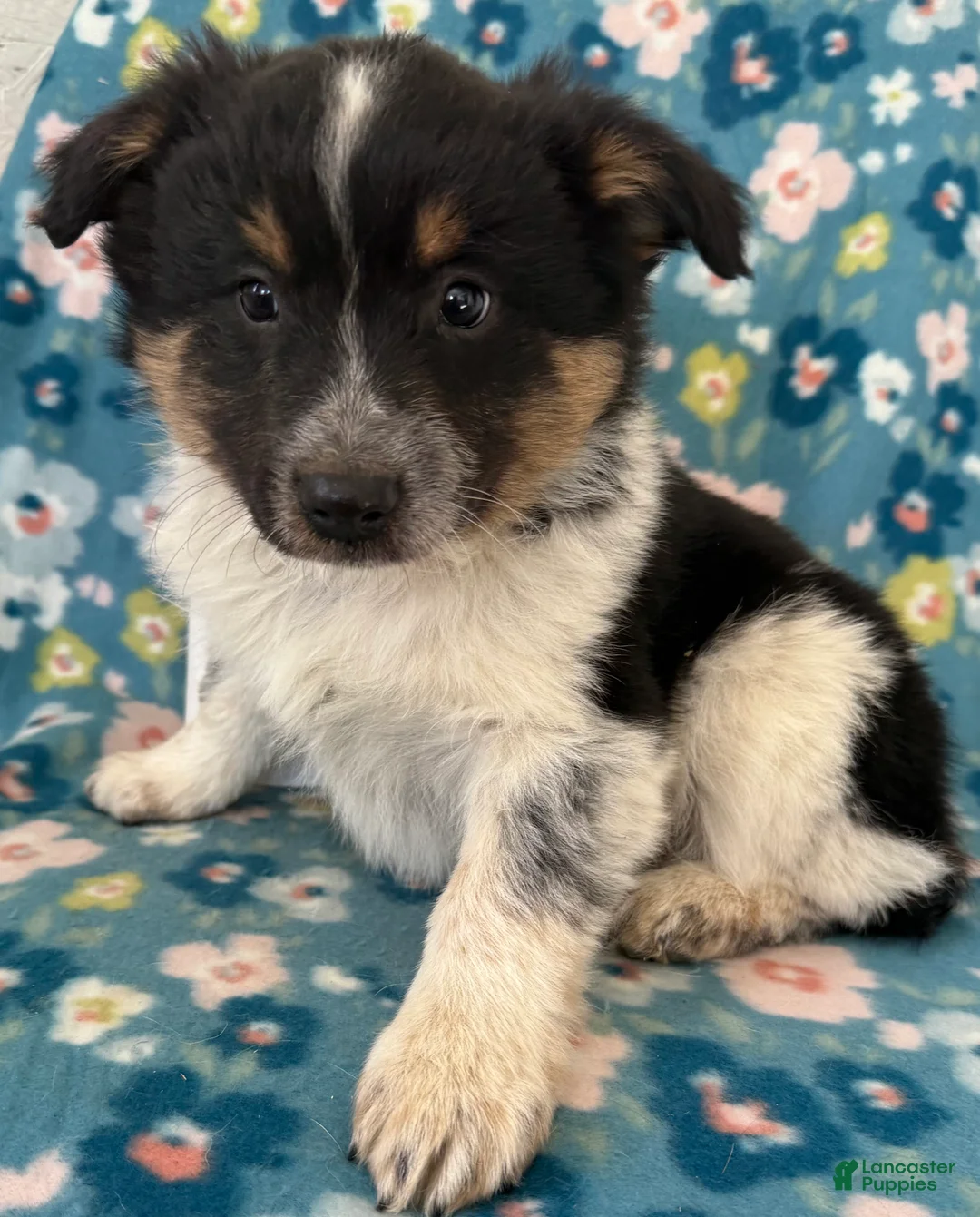 Mixed Breed dogs for sale: Bluey  - Ad 2