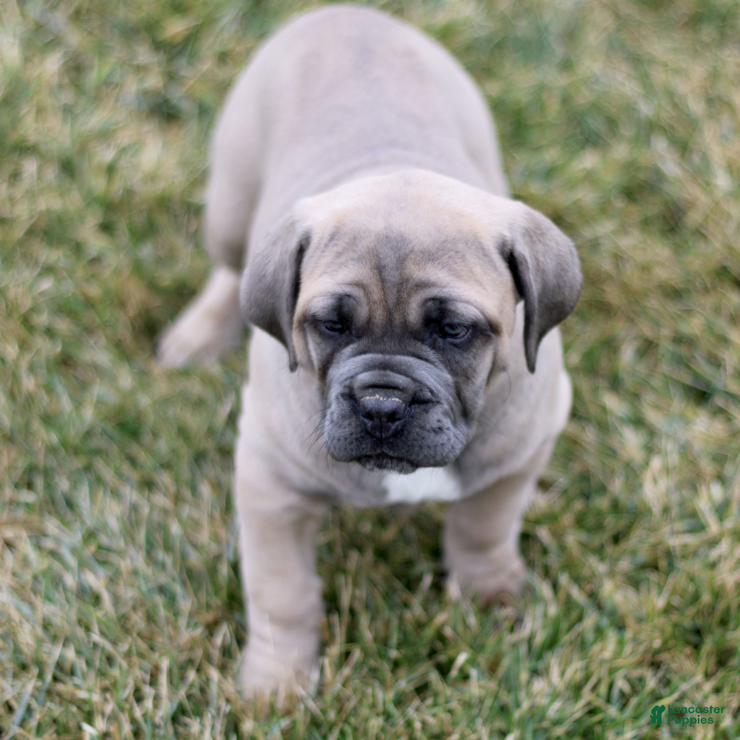 Cane Corso dogs Nala  - Ad 1