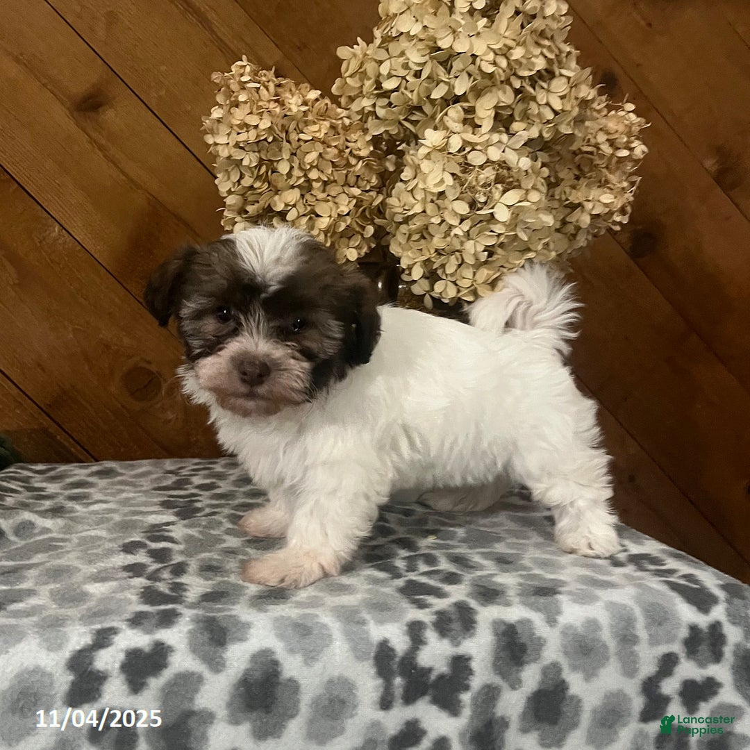 Havanese dogs for sale: Isabella - Ad 2