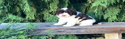 Portuguese Water Dog dogs for sale: Lincoln - Ad 8