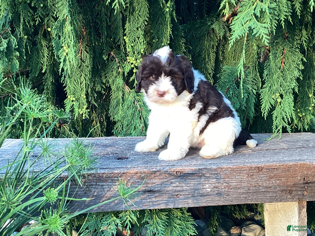 Portuguese Water Dog dogs for sale: Lincoln - Ad 8