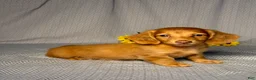 Miniature Dachshund dogs for sale: Tommy - Ad 3