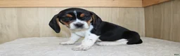 Beagle dogs for sale: Victor - Ad 3