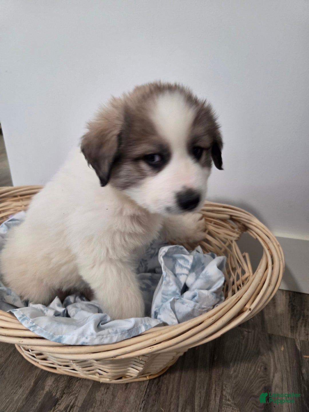 Great Pyrenees dogs for sale: Spot - Ad 10