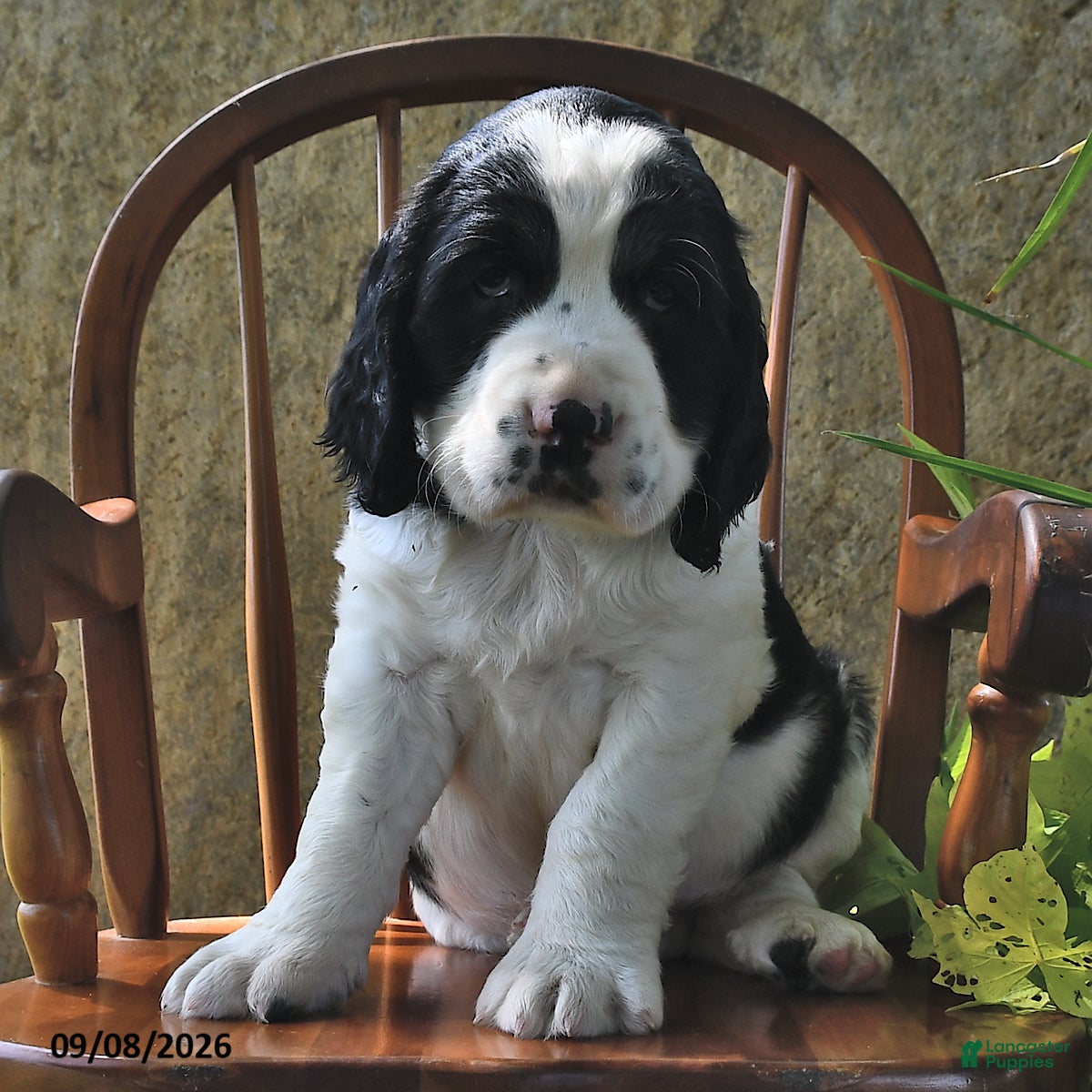English Springer Spaniel dogs Smartie  - Ad 1