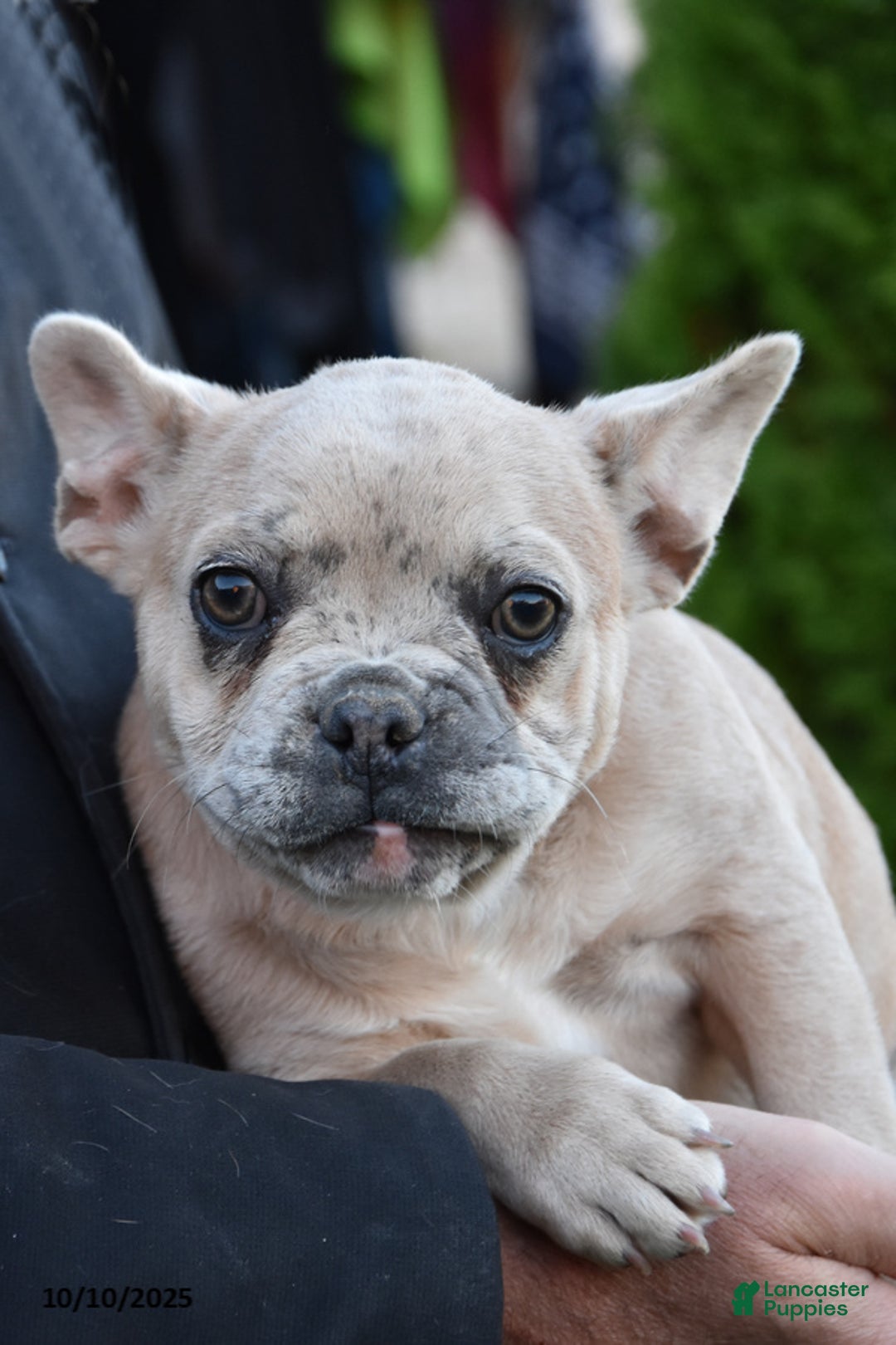 French Bulldog dogs for sale: Kristi - Ad 2