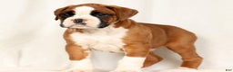 Boxer dogs for sale: Sultan - Ad 3