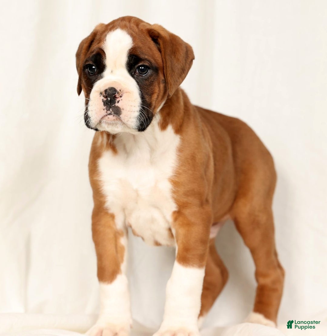 Boxer dogs for sale: Sultan - Ad 3