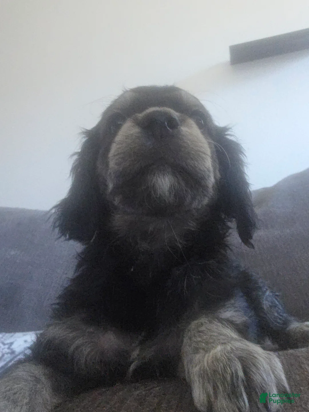 Goberian dogs for sale: Goberian Puppy 5 - Ad 2