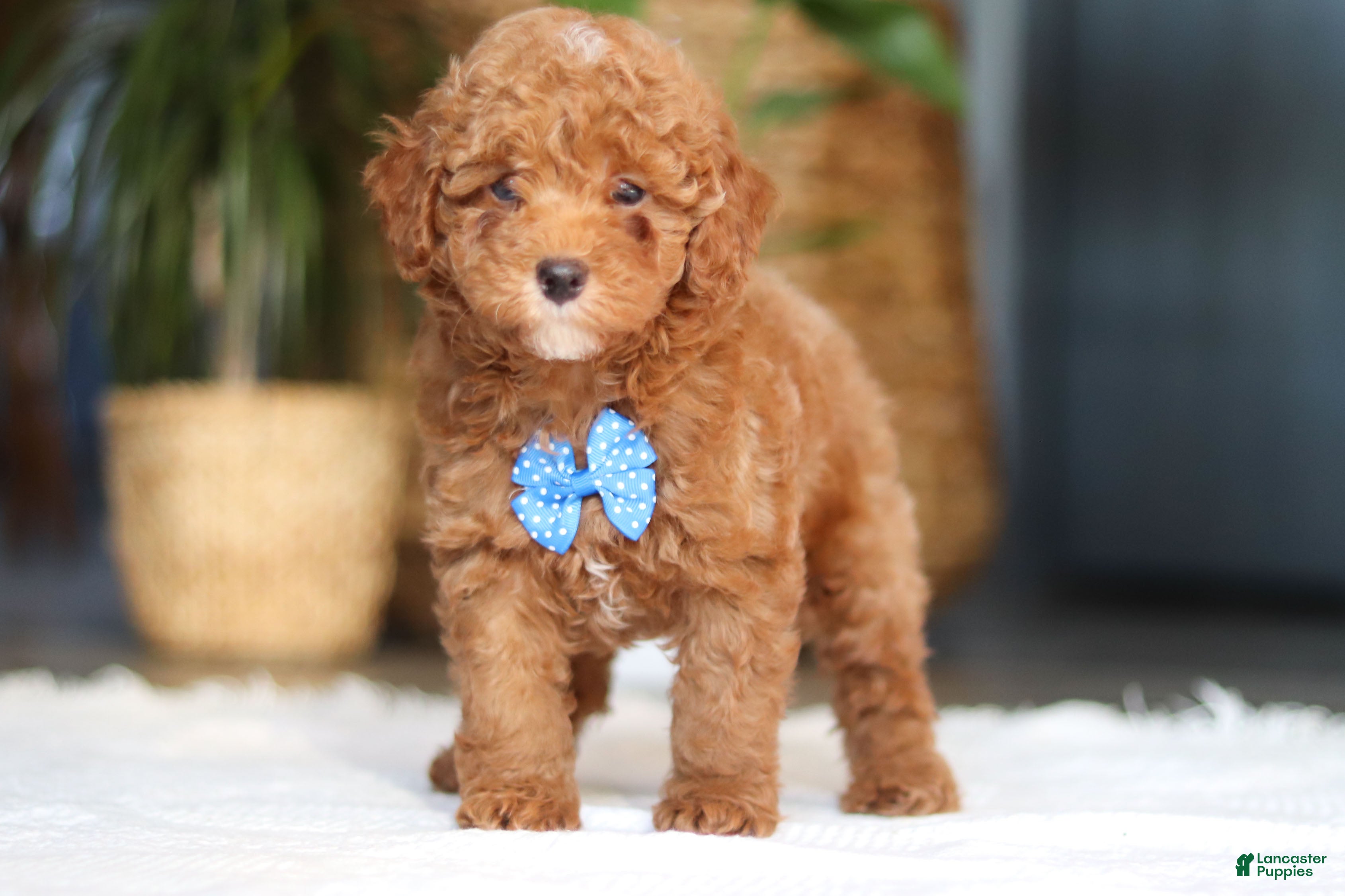 Miniature Poodle dogs Bean - Ad 1