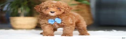 Miniature Poodle dogs for sale: Bean - Ad 1