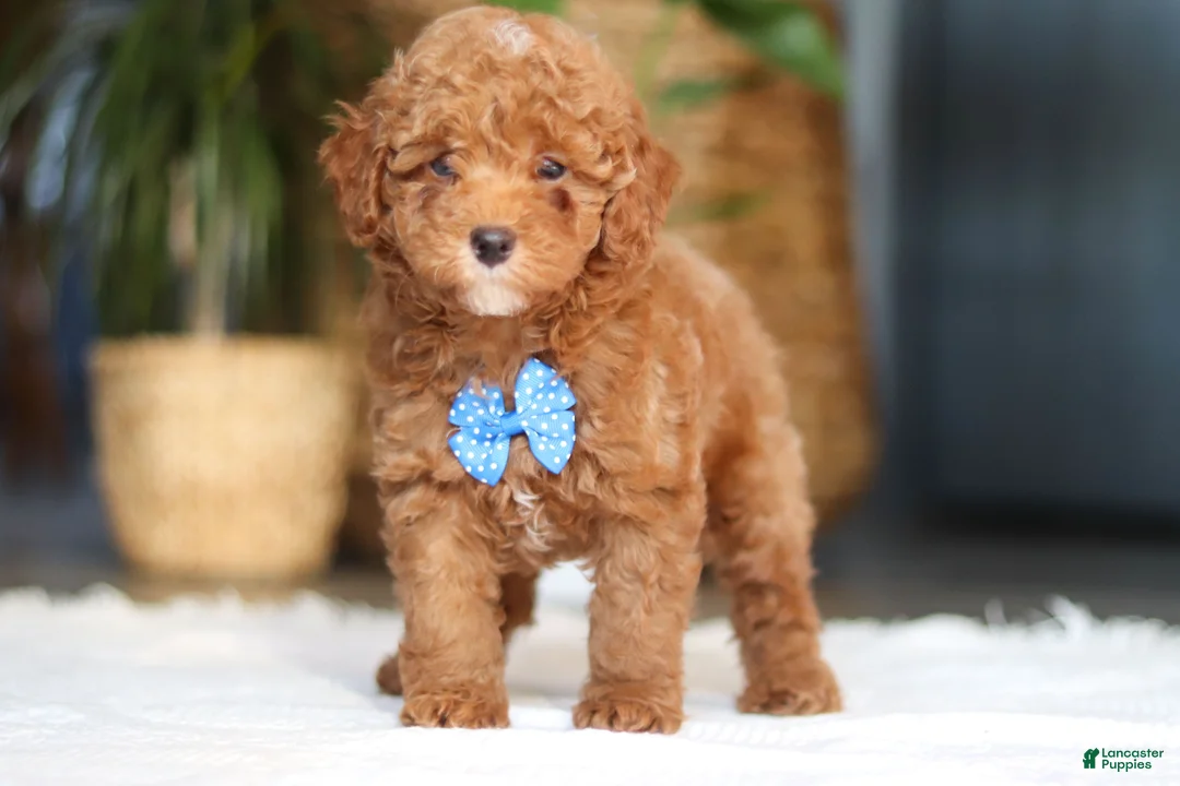 Miniature Poodle dogs for sale: Bean - Ad 1