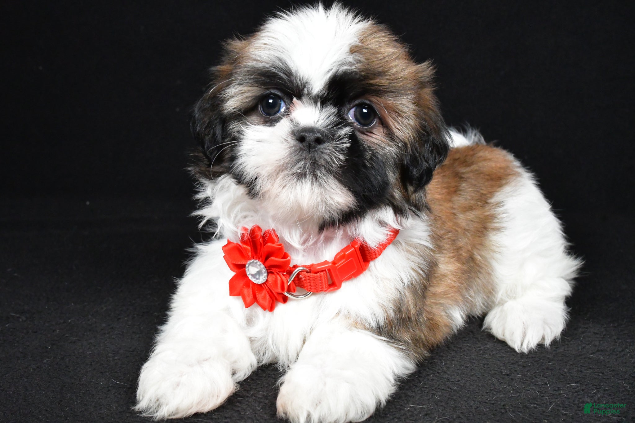 Shih Tzu dogs Isabella - Ad 1