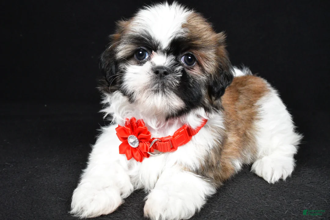 Shih Tzu dogs for sale: Isabella - Ad 1