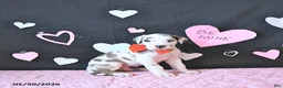 Great Dane dogs for sale: Toby RARE COLOR - Ad 5