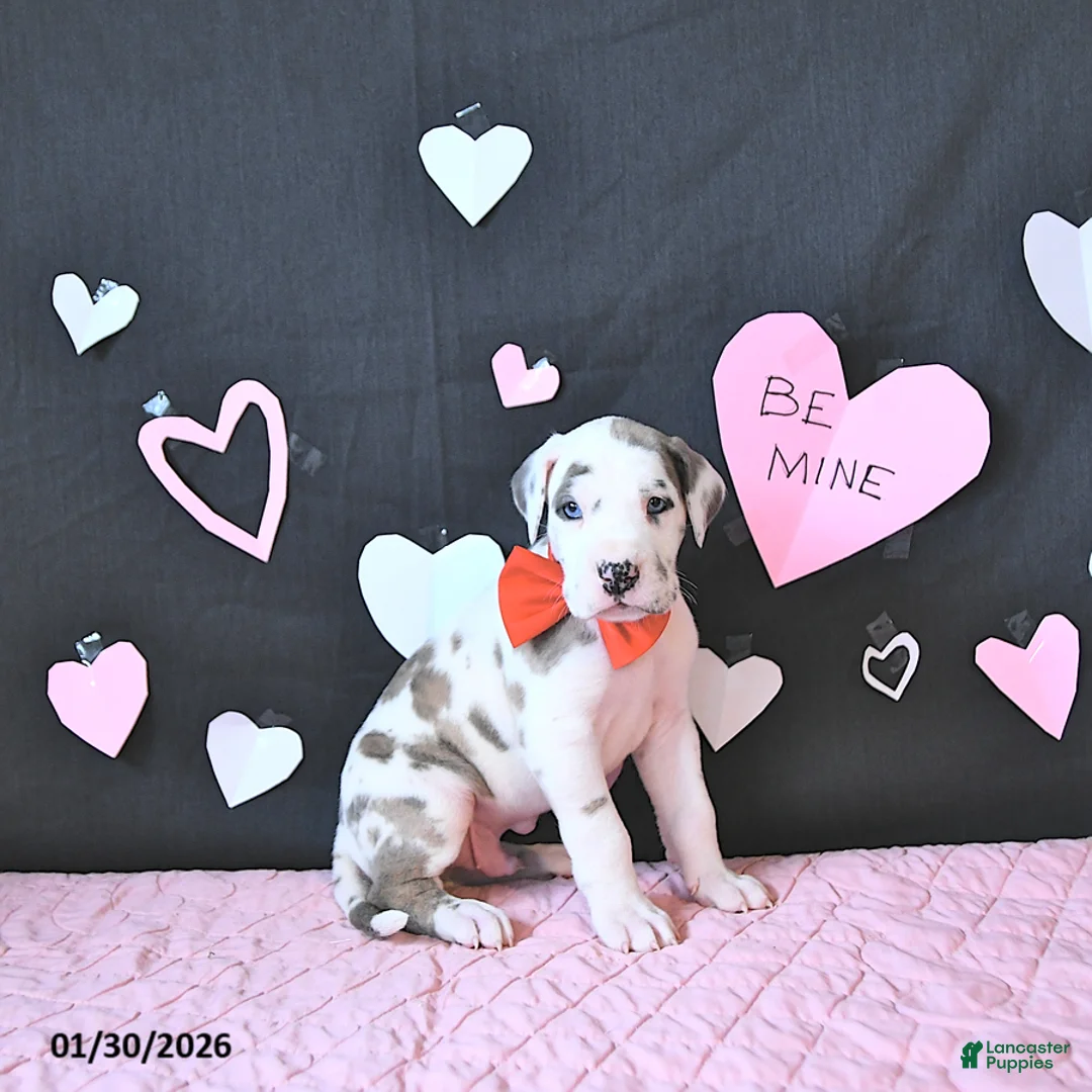 Great Dane dogs for sale: Toby RARE COLOR - Ad 5