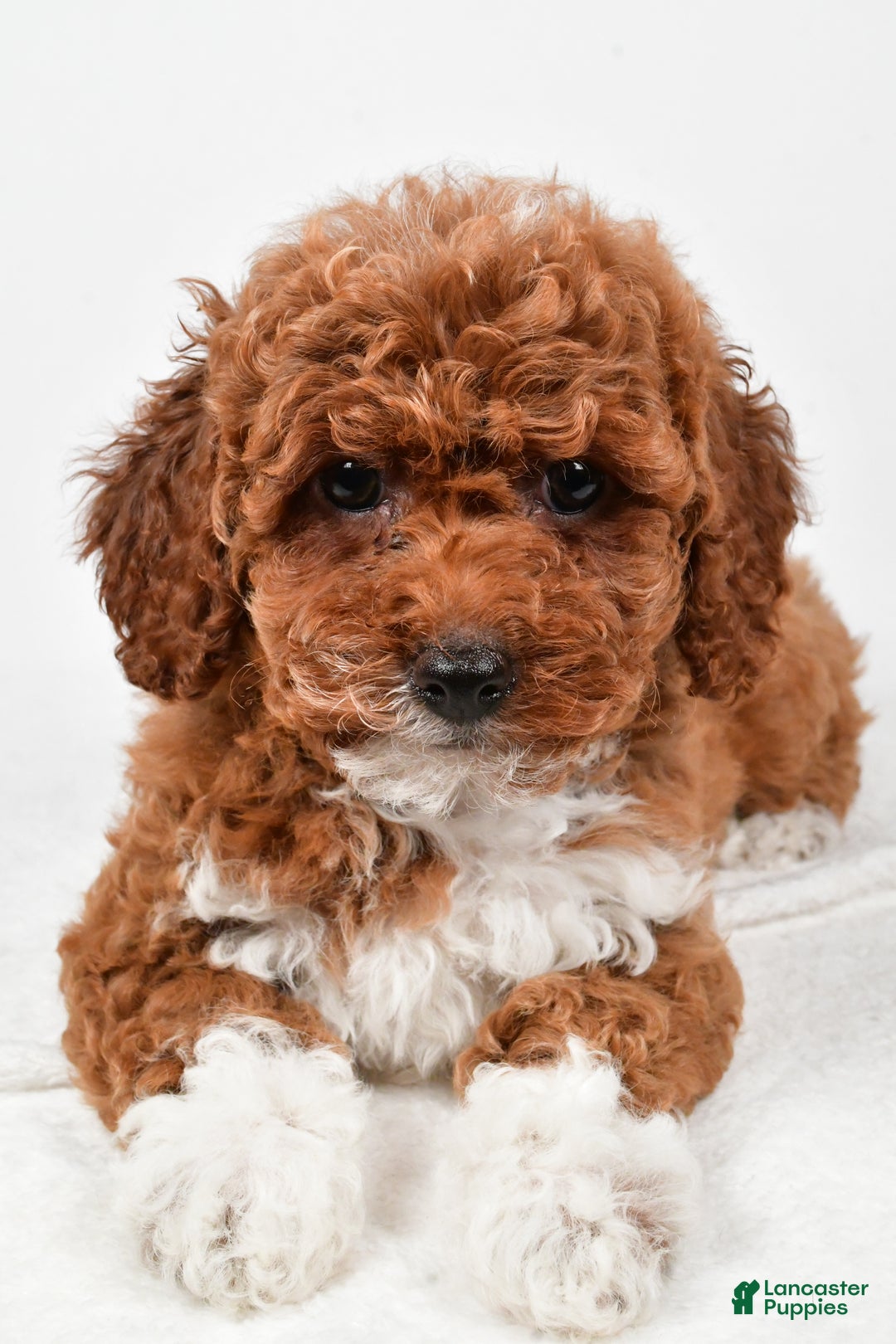 Bichpoo dogs for sale: Boots - Ad 8