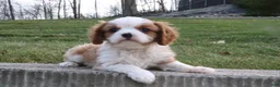 Cavalier King Charles Spaniel dogs for sale: Teddy - Ad 5