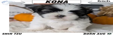 Kona