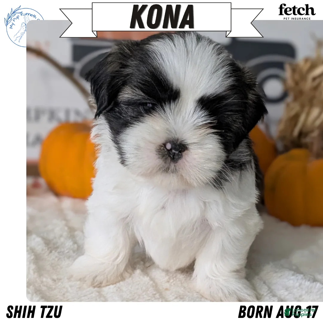 Shih Tzu dogs for sale: Kona - Ad 1