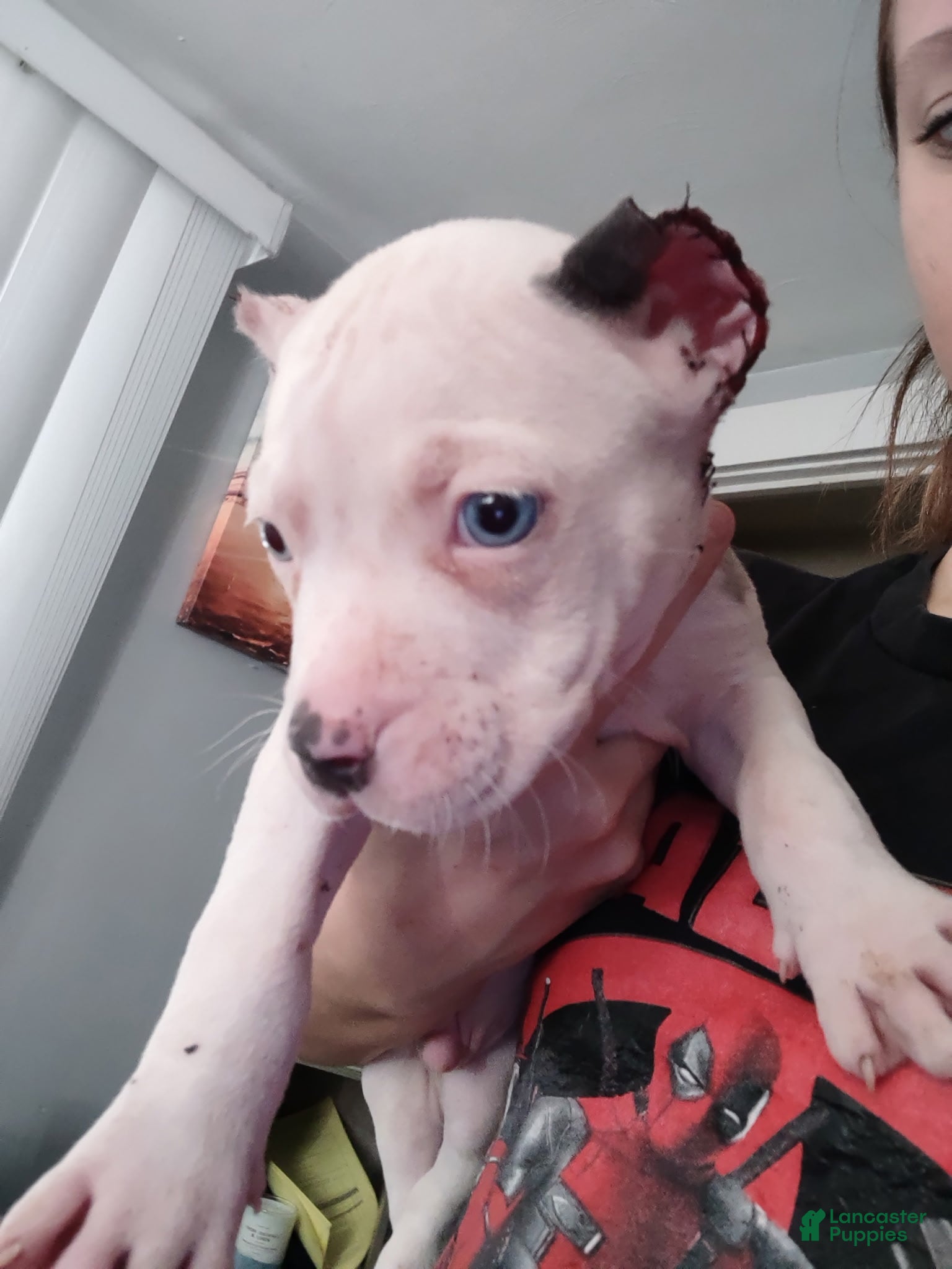 American Bully dogs for sale: Roarie - Ad 1