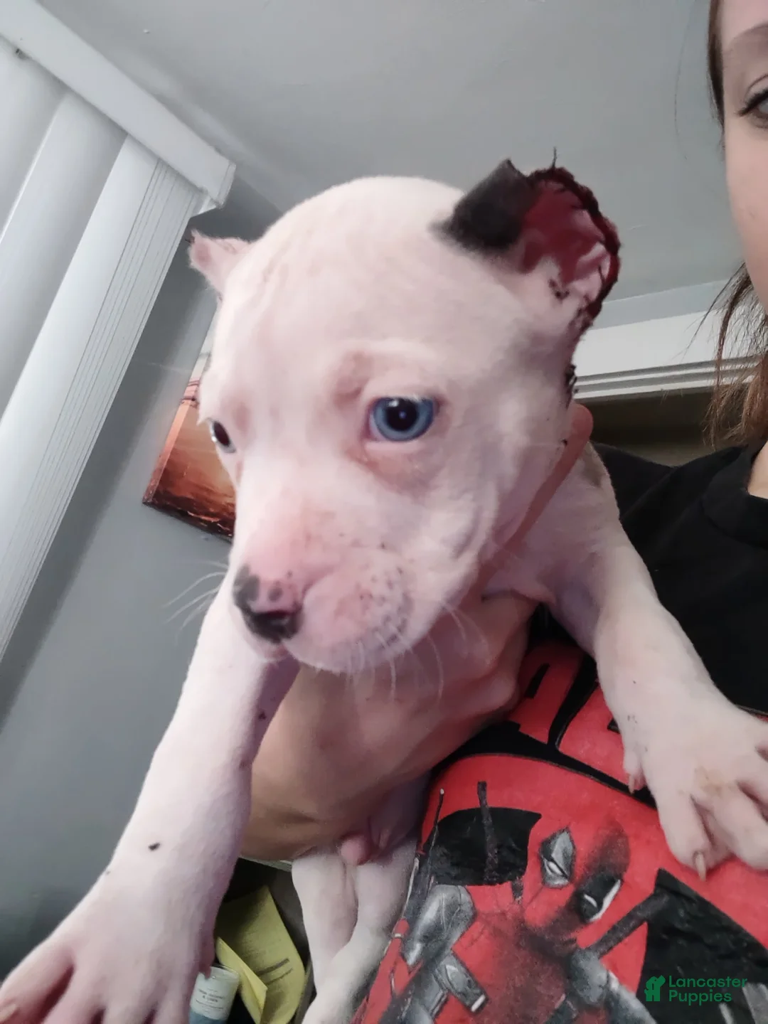 American Bully dogs for sale: Roarie - Ad 1