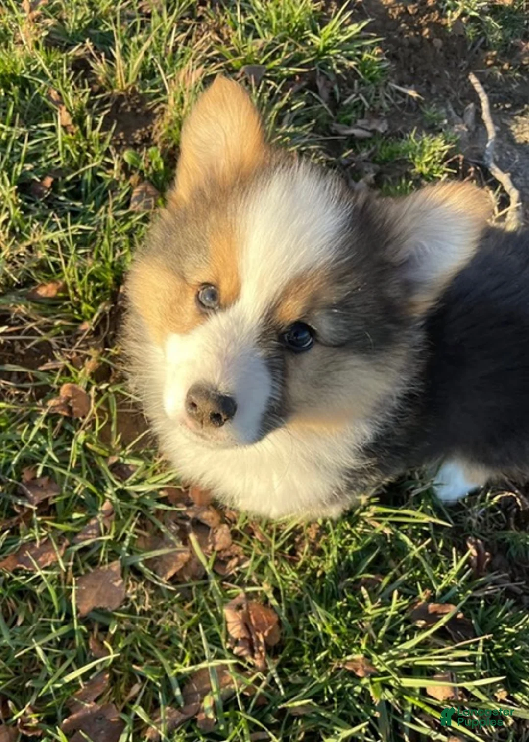 Welsh Corgi Pembroke dogs for sale: Welsh Corgi Pembroke Puppy 1 - Ad 2