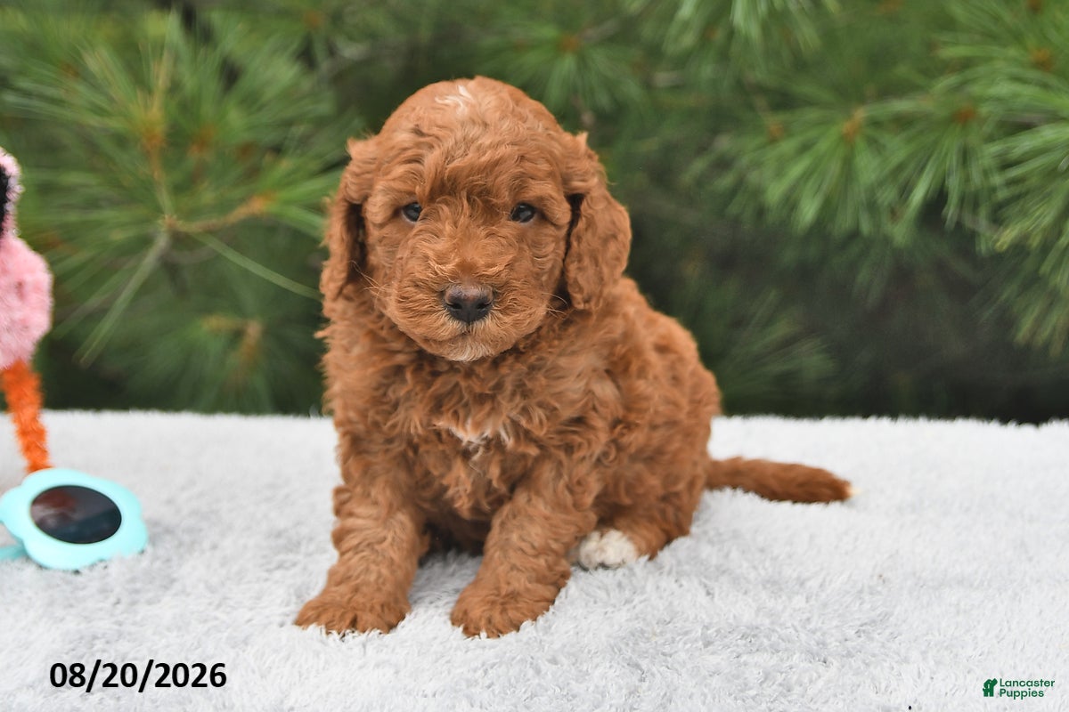 Mini Goldendoodle dogs Winston - Ad 1
