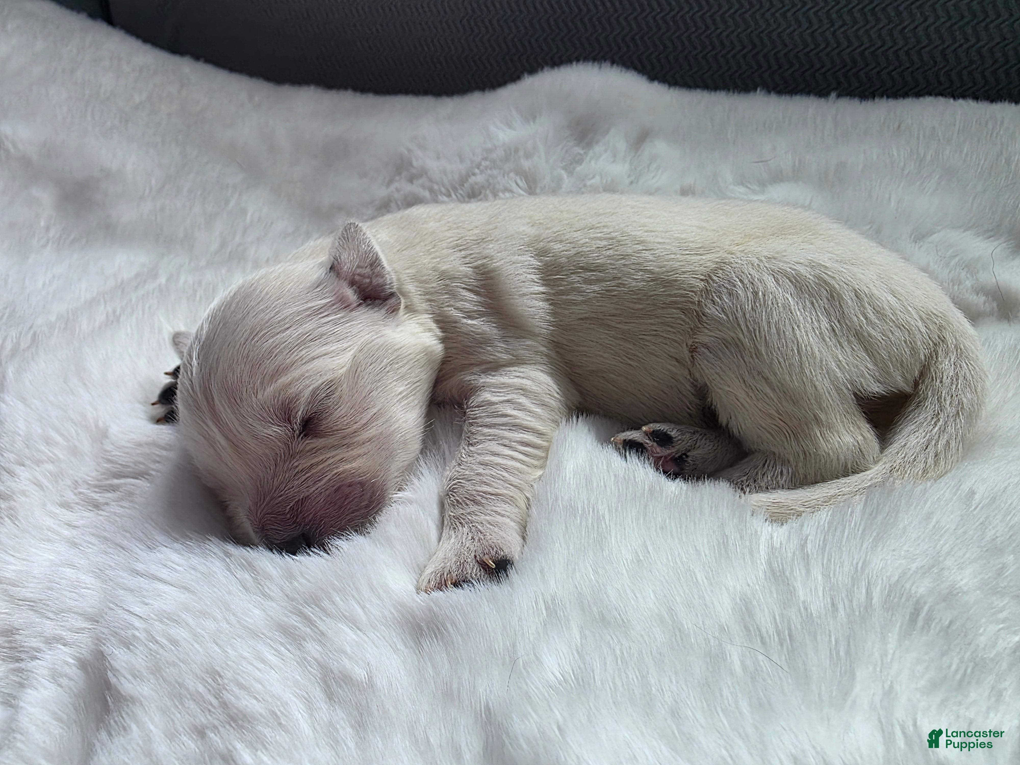 Golden Retriever dogs for sale: Baby boy red - Ad 4