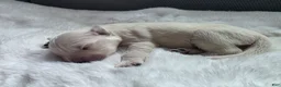 Golden Retriever dogs for sale: Baby boy red - Ad 1