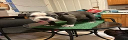 American Bully dogs for sale: American Bully 1 - Ad 7