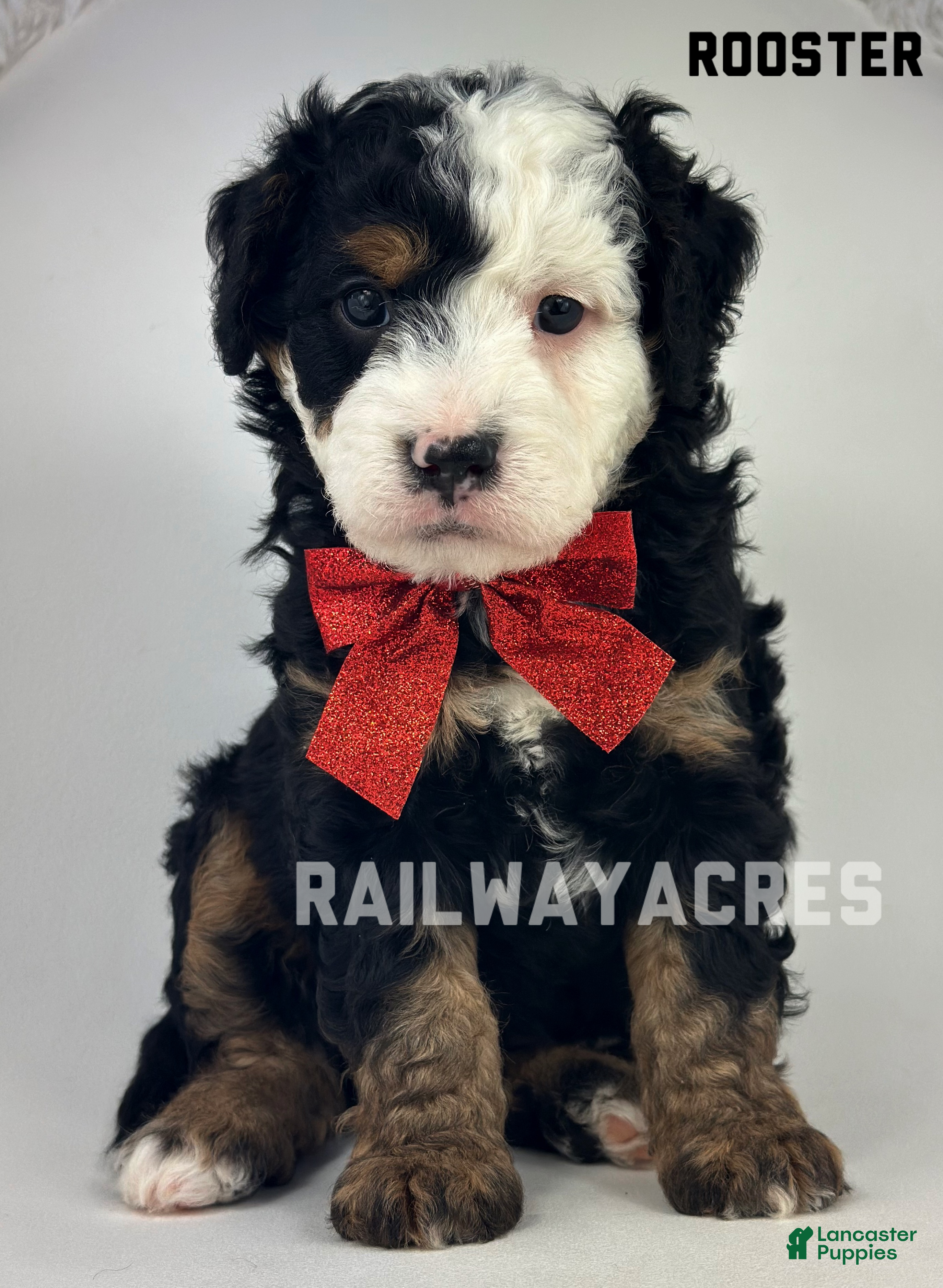 Mixed Breed dogs Rooster - Ad 17