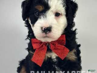 Mixed Breed dogs Rooster - Ad 11