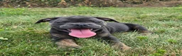 Olde English Bulldogge dogs for sale: Porter - Ad 4